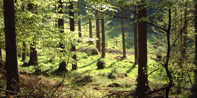 Mischwald
